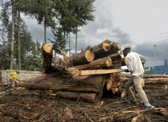 Ironies of Environmental Policy in Kenya
