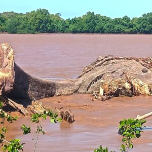When Giants Fall: The Silent Cry of Climate Change