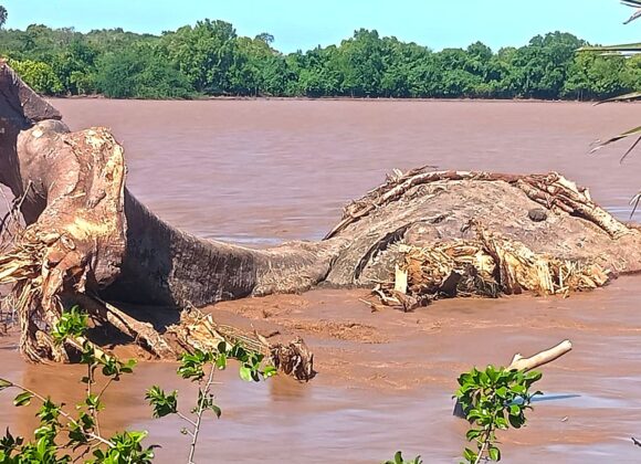 When Giants Fall: The Silent Cry of Climate Change