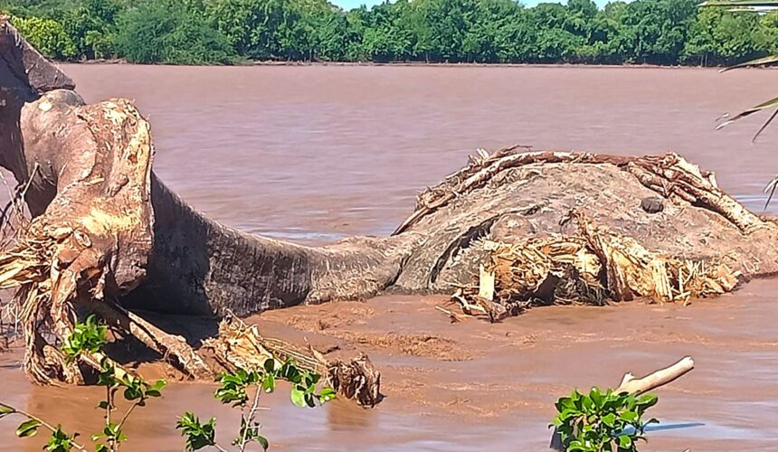 When Giants Fall: The Silent Cry of Climate Change