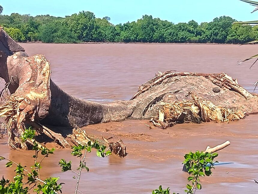 When Giants Fall: The Silent Cry of Climate Change When Giants Fall: The Silent Cry of Climate Change